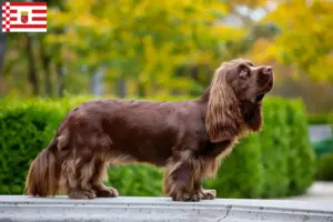 Read more about the article Sussex-Spaniel opdrætter og hvalpe i Bremen