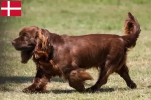 Read more about the article Sussex Spaniel opdrættere og hvalpe i Danmark