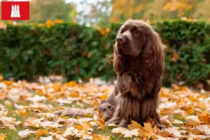 Read more about the article Sussex-Spaniel opdrætter og hvalpe i Hamborg
