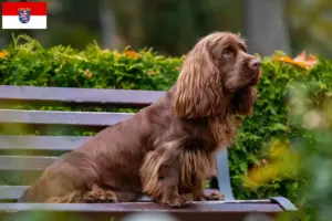 Read more about the article Sussex-Spaniel opdrættere og hvalpe i Hessen