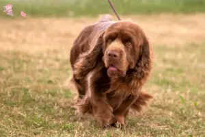 Read more about the article Sussex Spaniel opdrætter og hvalpe i Hovedstaden