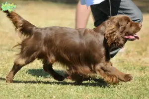 Read more about the article Sussex Spaniel opdrættere og hvalpe i Midtjylland