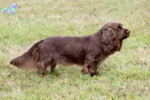 Read more about the article Sussex Spaniel opdrættere og hvalpe i Nordjylland