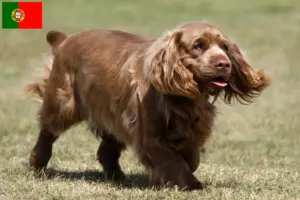 Read more about the article Sussex Spaniel opdrættere og hvalpe i Portugal