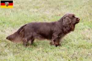 Read more about the article Sussex-Spaniel opdrættere og hvalpe i Saarland