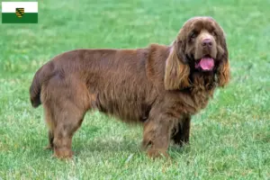 Read more about the article Sussex-Spaniel opdrættere og hvalpe i Sachsen