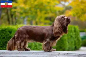 Read more about the article Sussex-Spaniel opdrættere og hvalpe i Slesvig-Holsten