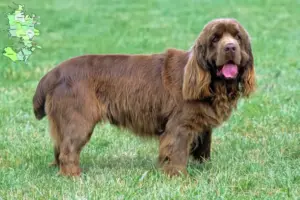 Read more about the article Sussex Spaniel opdrættere og hvalpe på Sjælland