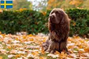 Read more about the article Sussex spaniel opdrættere og hvalpe i Sverige