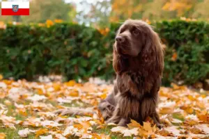 Read more about the article Sussex-Spaniel opdrættere og hvalpe i Thüringen