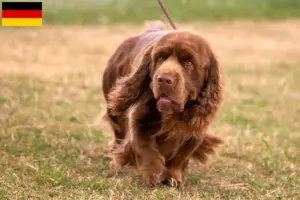 Read more about the article Sussex-Spaniel opdrættere og hvalpe i Tyskland