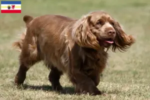 Read more about the article Sussex-Spaniel opdrættere og hvalpe i Mecklenburg-Vorpommern