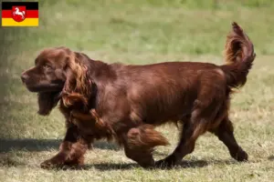 Read more about the article Sussex-Spaniel opdrættere og hvalpe i Niedersachsen