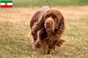 Read more about the article Sussex-Spaniel opdrættere og hvalpe i Nordrhein-Westfalen