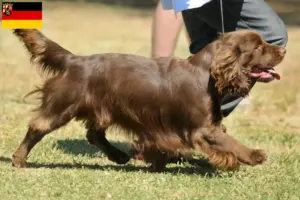 Read more about the article Sussex-Spaniel opdrættere og hvalpe i Rheinland-Pfalz