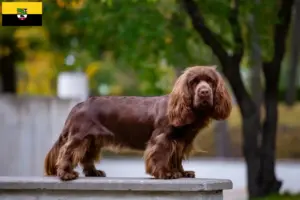 Read more about the article Sussex-Spaniel opdrættere og hvalpe i Sachsen-Anhalt