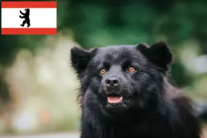 Read more about the article Svensk Lapphund opdrætter og hvalpe i Berlin
