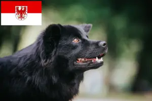 Read more about the article Svenske lapphundeopdrættere og hvalpe i Brandenburg