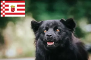Read more about the article Svensk Lapphund opdrætter og hvalpe i Bremen