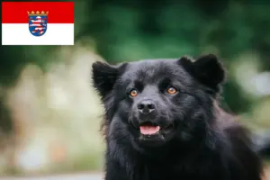 Read more about the article Svenske lapphundeopdrættere og hvalpe i Hessen