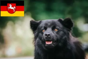 Read more about the article Svenske lapphundeopdrættere og hvalpe i Niedersachsen