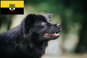 Read more about the article Svenske lapphundeopdrættere og hvalpe i Sachsen-Anhalt