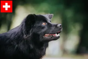 Read more about the article Svenske lapphundeopdrættere og hvalpe i Schweiz