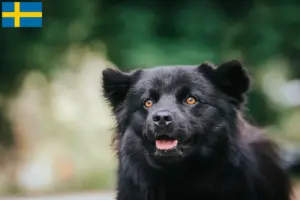 Read more about the article Svenske lapphundeopdrættere og hvalpe i Sverige