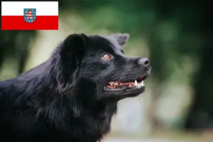Read more about the article Svenske lapphundeopdrættere og hvalpe i Thüringen