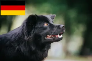 Read more about the article Svenske lapphundeopdrættere og hvalpe i Tyskland