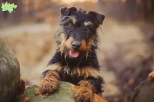 Read more about the article Tysk jagtterrier opdrætter og hvalpe i Midtjylland