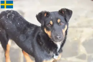 Read more about the article Tysk jagtterrier opdrætter og hvalpe i Sverige