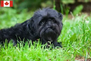Read more about the article Affenpinscher-opdrættere og hvalpe i Canada
