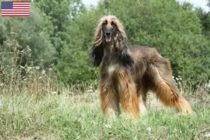 Read more about the article Afghanske greyhound-opdrættere og hvalpe i USA