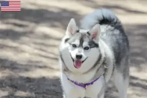 Read more about the article Alaskan Klee Kai opdrættere og hvalpe i USA