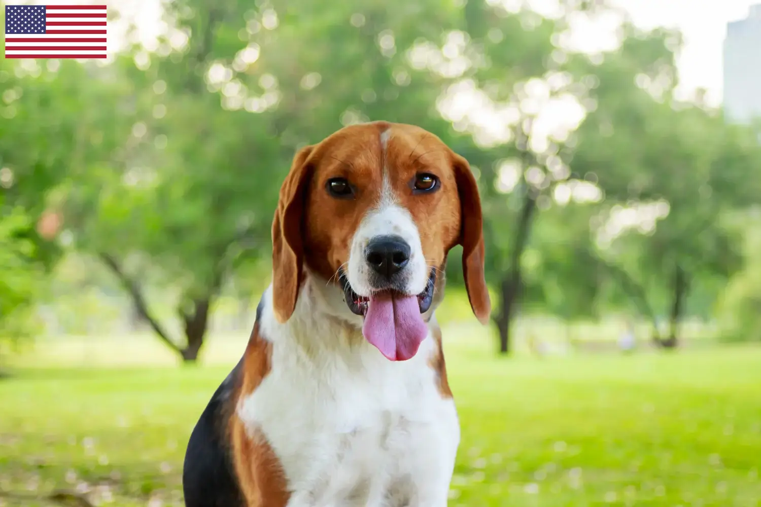 Read more about the article Amerikanske Foxhound-opdrættere og hvalpe i USA