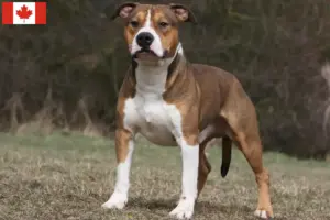Read more about the article Amerikansk Staffordshire Terrier opdrættere og hvalpe i Canada