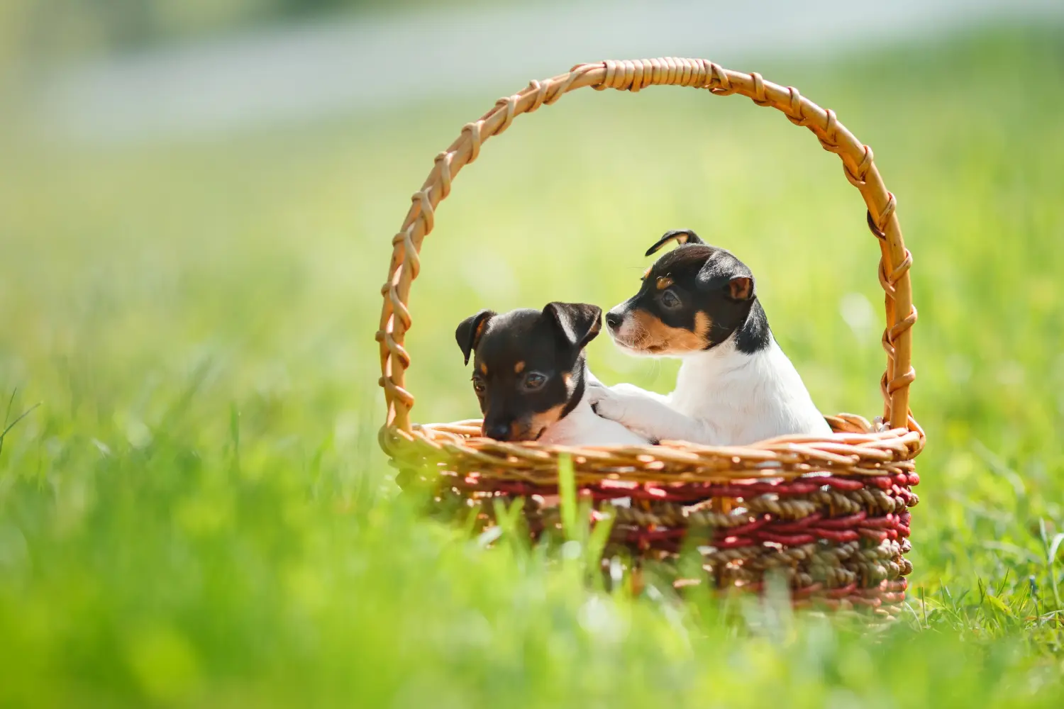 At købe en American Toy Terrier-hvalp betyder at tage ansvar! Køb amerikansk toy terrier hvalpe.