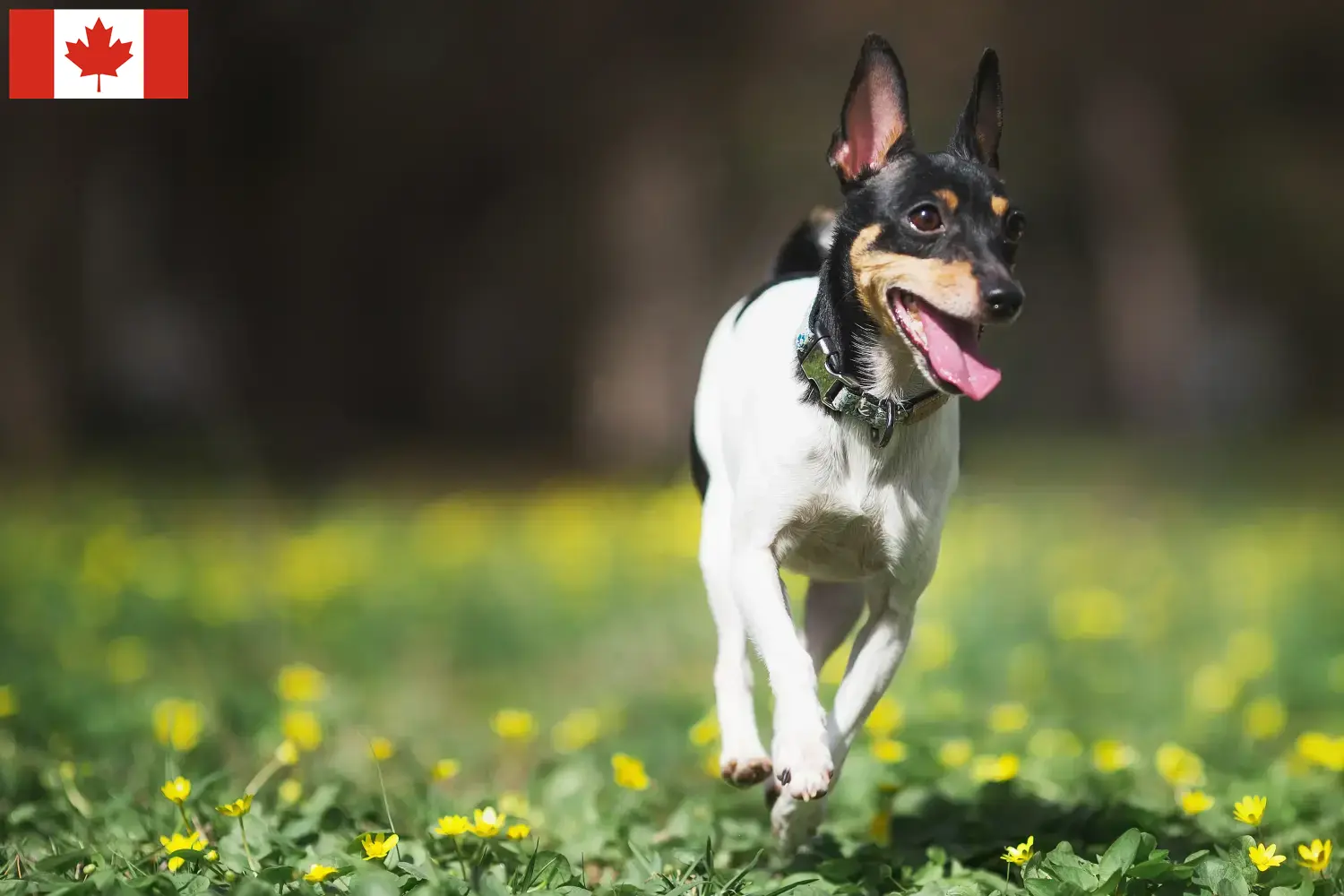 Amerikansk Toy Terrier hvalpe og opdrættere Canada Find opdrættere af amerikansk toy terrier i Canada her.