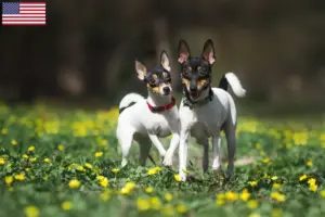 Read more about the article Amerikansk Toy Terrier opdrættere og hvalpe i USA