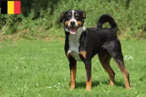 Read more about the article Appenzeller Sennenhundeopdrætter og hvalpe i Belgien