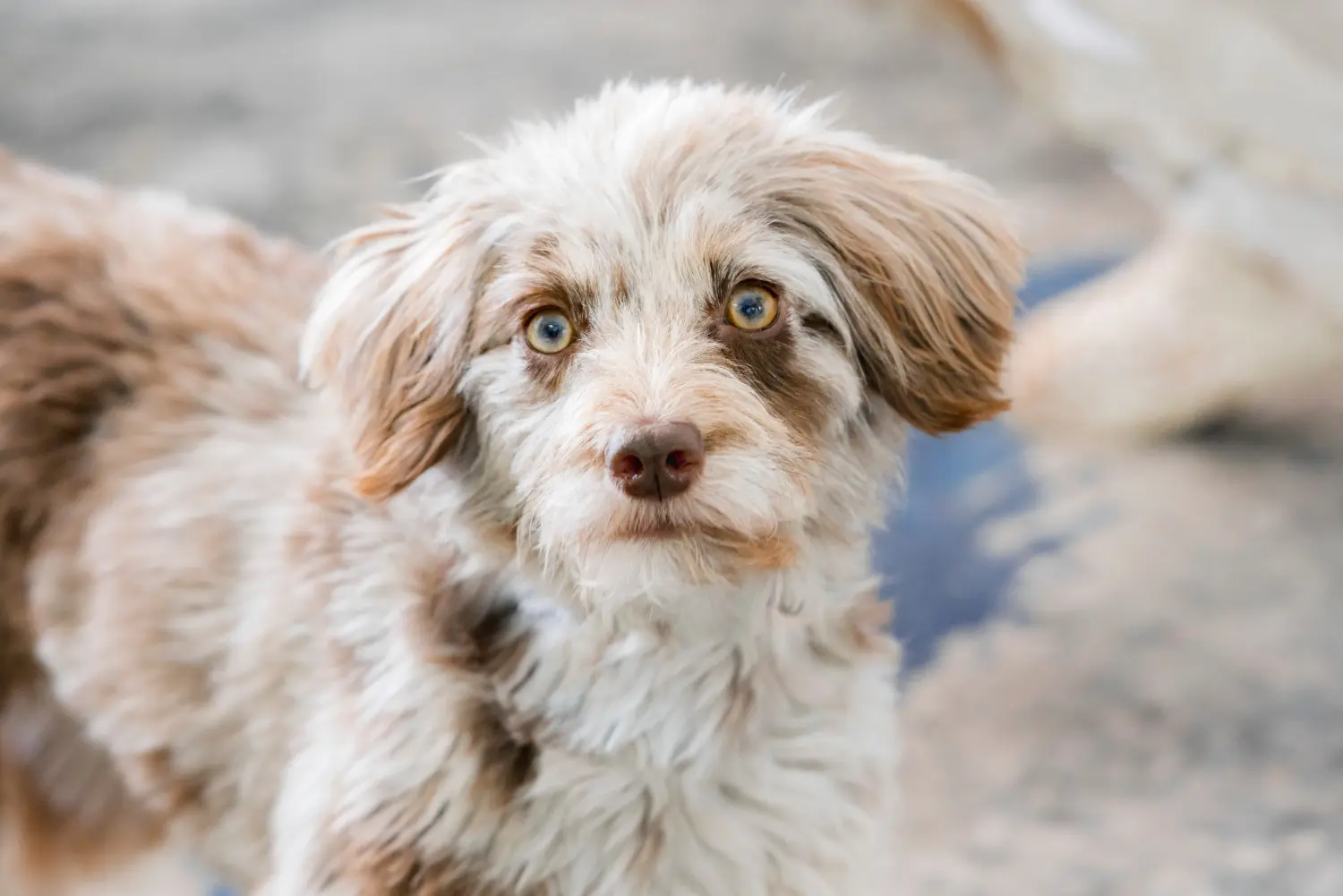 At købe en Aussiedoodle-hvalp betyder at tage ansvar! Køb Aussiedoodle-hvalpe.