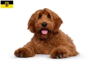 Read more about the article Australian Cobberdog opdrættere og hvalpe i Baden-Württemberg