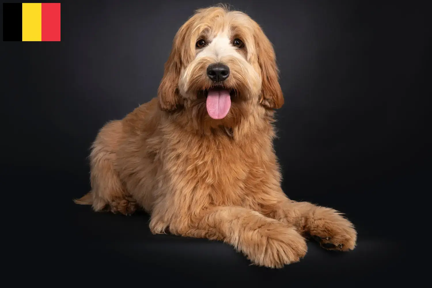 Read more about the article Australian Cobberdog opdrættere og hvalpe i Belgien