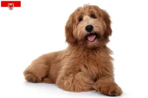 Read more about the article Australian Cobberdog opdrættere og hvalpe i Brandenburg