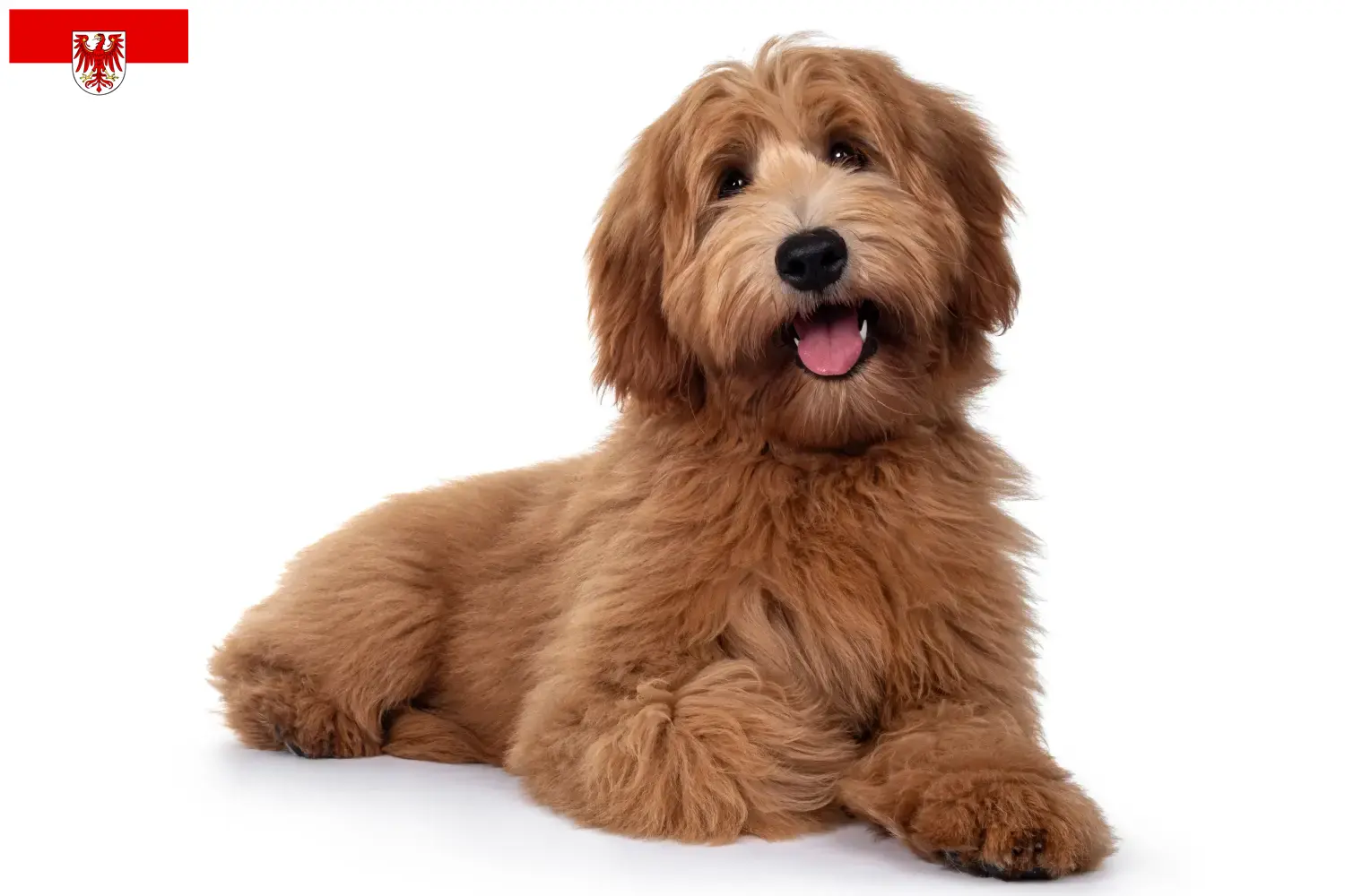 Australian Cobberdog hvalpe og opdrættere Brandenburg Her kan du finde opdrættere af australske cobberhunde i Brandenburg.