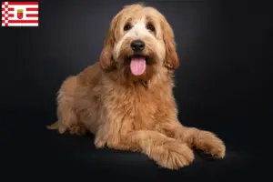 Read more about the article Australian Cobberdog opdrættere og hvalpe i Bremen