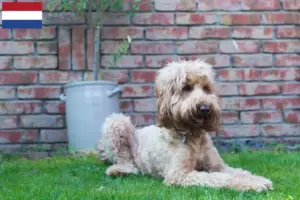 Read more about the article Australian Cobberdog opdrættere og hvalpe i Holland