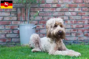 Read more about the article Australian Cobberdog opdrættere og hvalpe i Niedersachsen