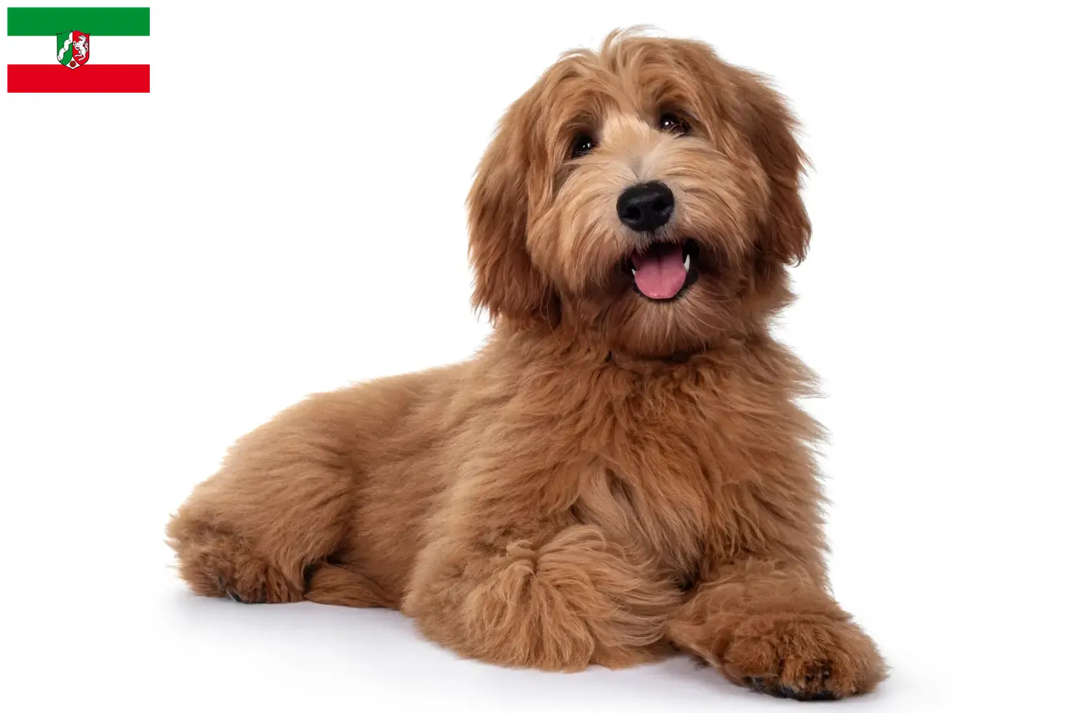 Australian Cobberdog hvalpe og opdrættere Nordrhein-Westfalen Her kan du finde australske Cobberdog-opdrættere i Nordrhein-Westfalen.